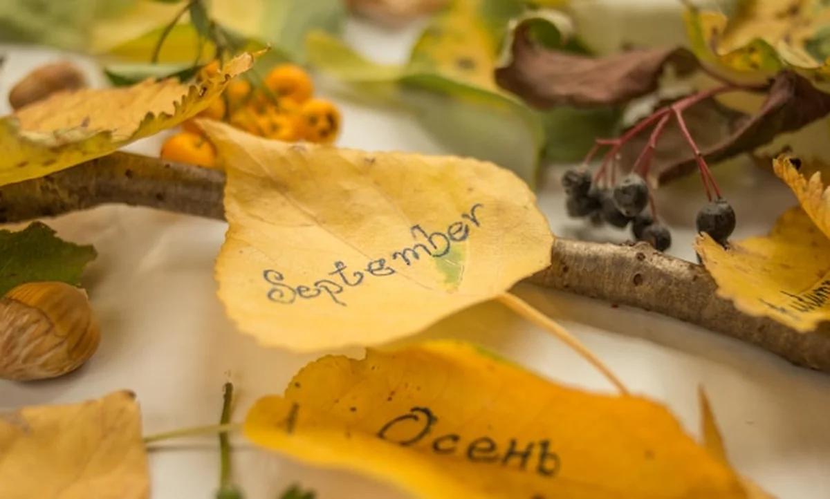 Zbliżenie tekstu na upadłych liściach jesienią