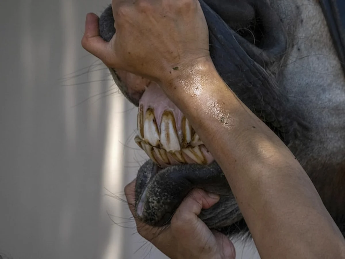 Inspekcja weterynaryjna jamy ustnej konia