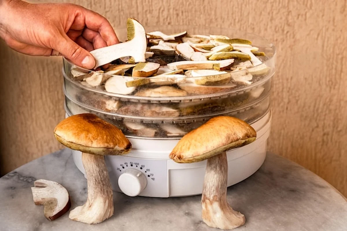 Suszenie grzybów porcini na plasterkach w suszarce elektrycznej