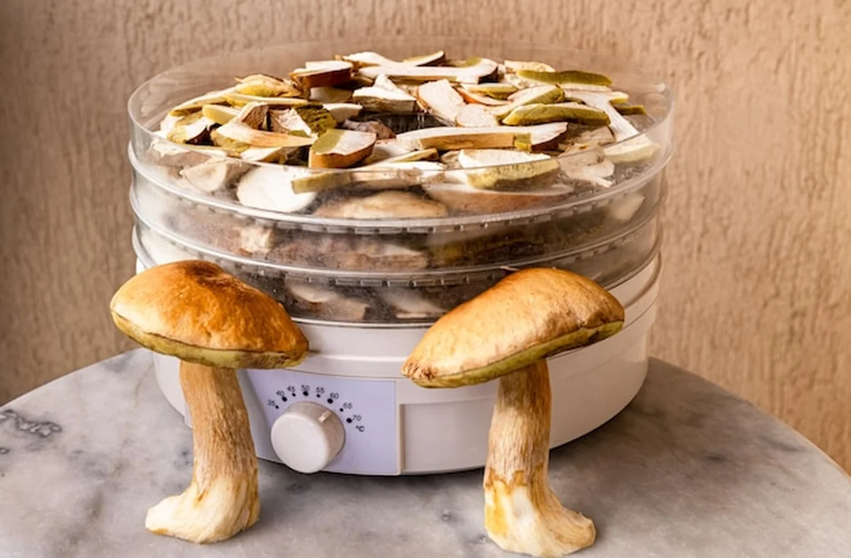 Suszenie grzybów porcini na plasterkach