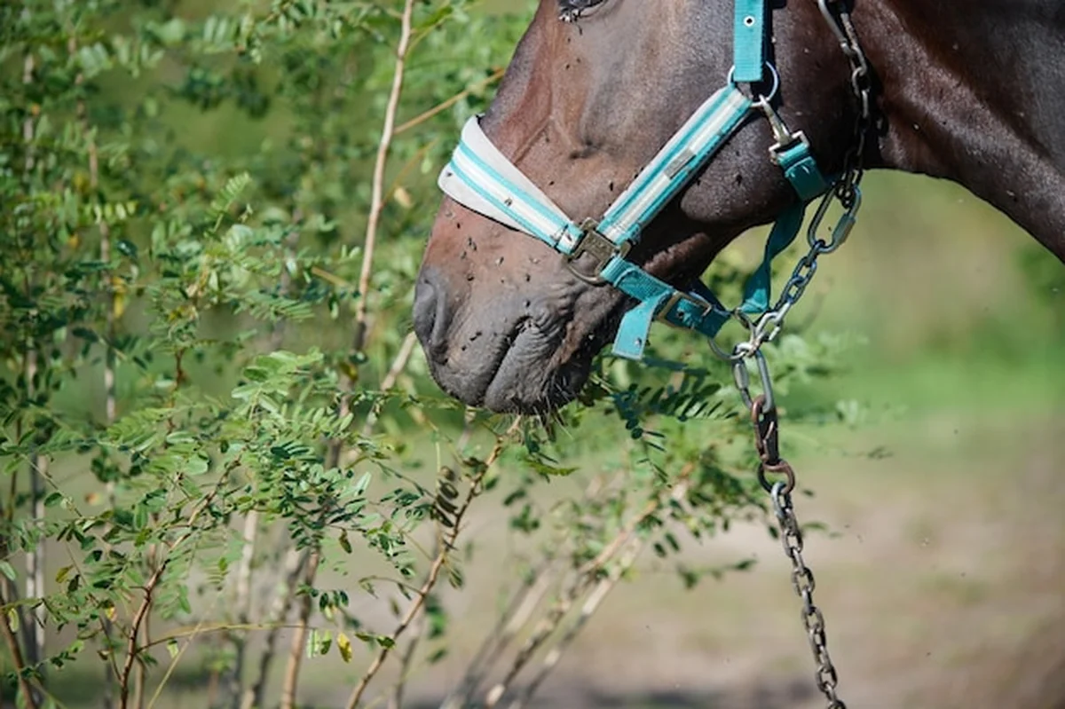 Koń na zielonym pastwisku otoczony naturą i wiejskim krajobrazem