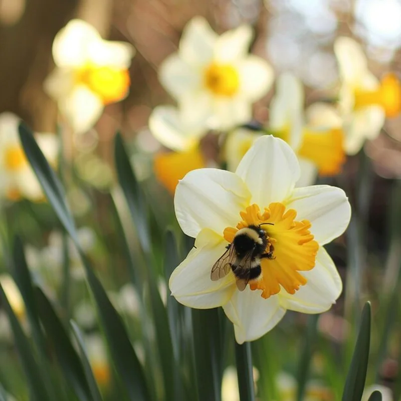 Kwiat narcyza przyciąga zapylaczy, np. pszczoły