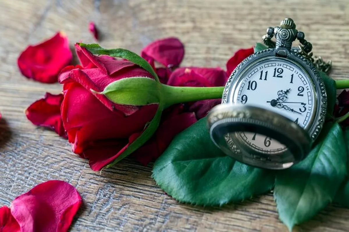Czerwona róża i zegarek kieszonkowy na tle
